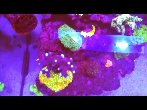 Red Sea Reefer 250 – 6 Monate in 6 Minuten