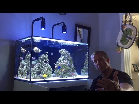Red Sea Reefer 250 | 7 Months | DIY Screen Top | Manifold DONE | Flat Worms GONE | Bubble Scrubbing?