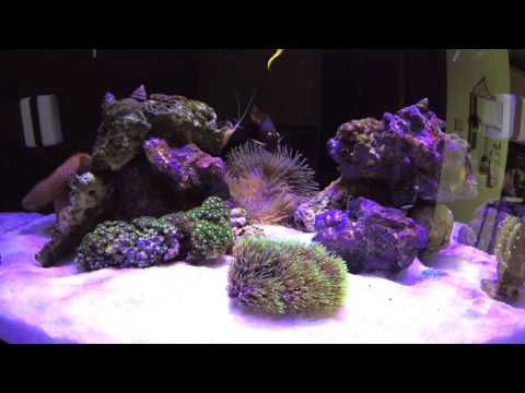 Red Sea Reefer 250 – Added Kole Tang & Yellow Tangs.