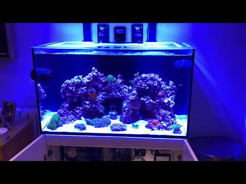 Red sea reefer 250 almost 6 weeks in!