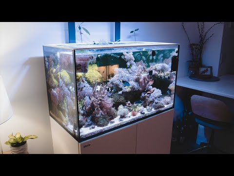 Red Sea Reefer 250 and Waterbox 20 Update! December 2020