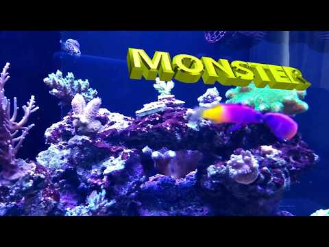 Red Sea Reefer 250 – Bad Days (Old Stuff)