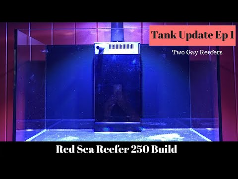 Red Sea Reefer 250 Build