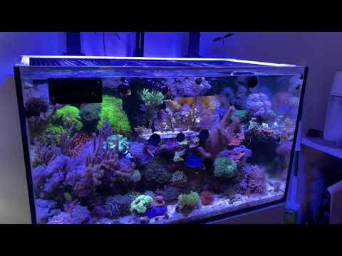Red Sea Reefer 250 End Of Year Update and tour 2020