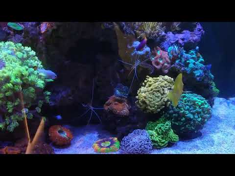 Red sea reefer 250 just before feed time..