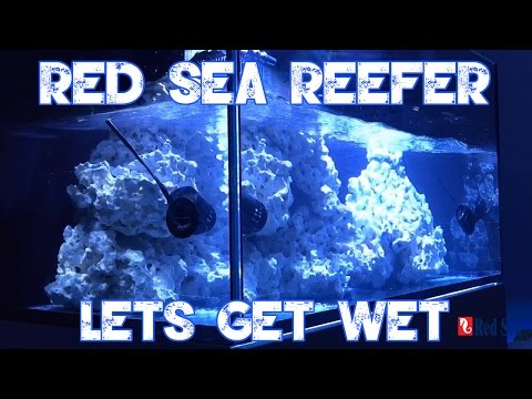Red Sea Reefer 250 | LETS FILL UP THE REEFER | SUMP OVERVIEW