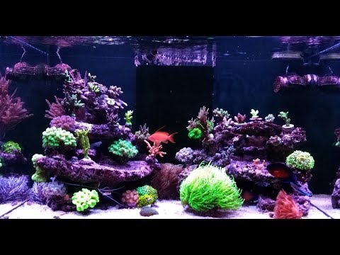 Red Sea Reefer 250 – Neues/ New Material
