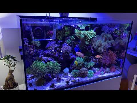 Red Sea Reefer 250 October 2021 Tank Update