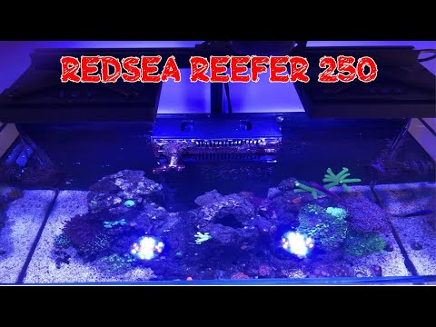 Red Sea Reefer 250 | Radion XR15 Gen4 Maintenance | Ecotech Mobius Platform