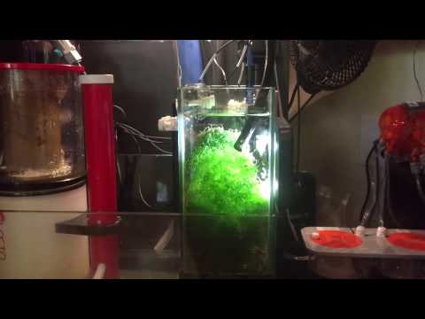 Red Sea Reefer 250  Refugium  Modification