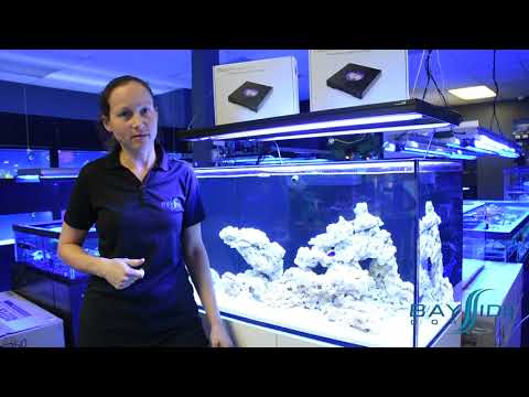 Red Sea REEFER 250 Skimmer & Radion Lights