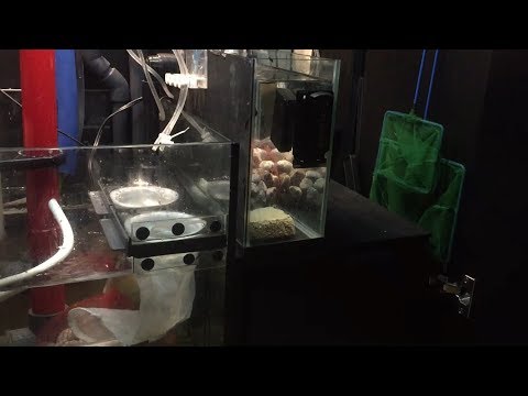 Red Sea Reefer 250 Sump Modification