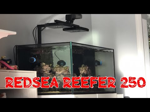 Red Sea Reefer 250 | Tank Success?!?! | How I Feed Frozen Food | Stable So Far