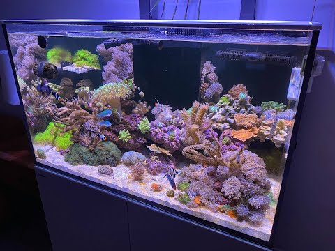Red Sea Reefer 250 Tank Tour and Equipment