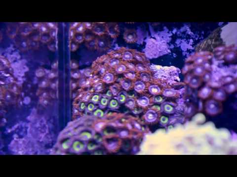 Red Sea Reefer 250 Tank Tour