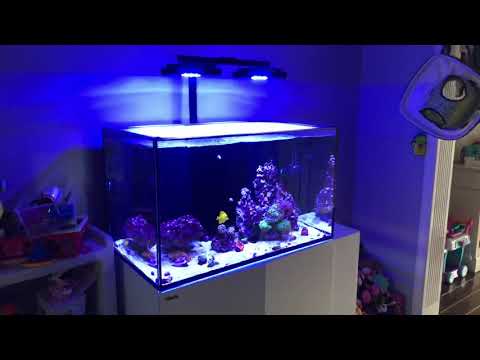 Red Sea Reefer 250 | The END Is Near | Tank For Sale | NOT CLICKBAIT