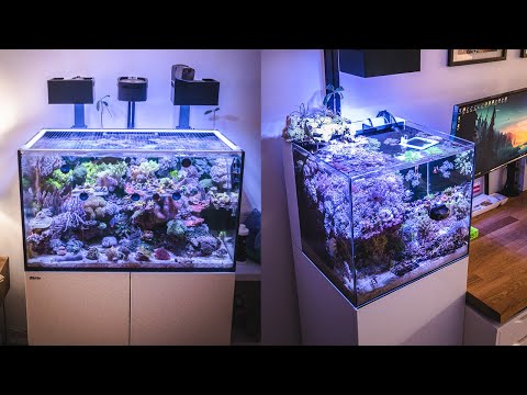 porcelæn Pak at lægge Begyndelsen Red Sea Reefer 250 Update and Waterbox 20 Tank Upgrade?!? | Marine Farm  Videos