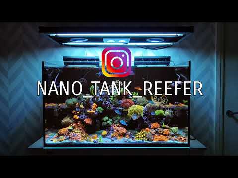 Red Sea Reefer 250 Update – Maxspect XF330 – Clarisea SK-3000