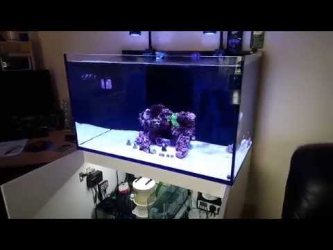 Red Sea REEFER 250 week 1. Live stock in.