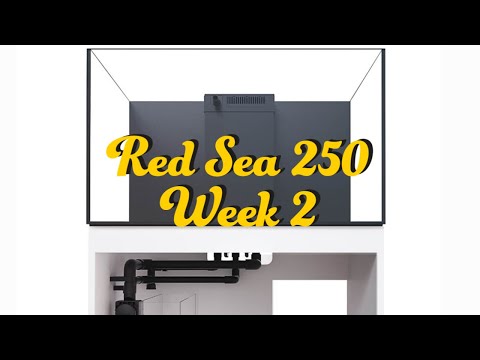 Red Sea Reefer 250 Week 2