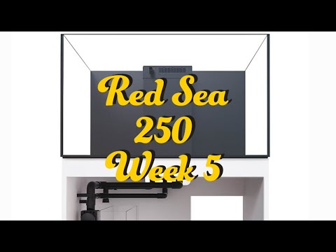 Red Sea Reefer 250 Week 5
