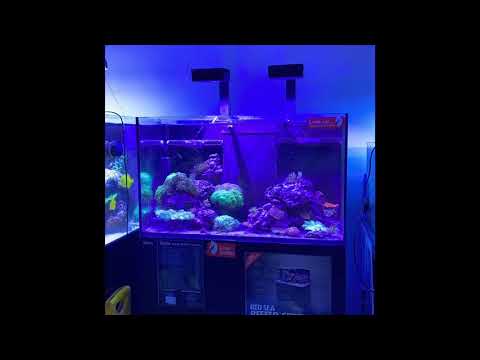 Red Sea Reefer 250