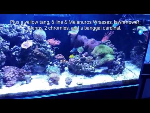Red Sea Reefer 350: 1 year update/AP700 Upgrade!