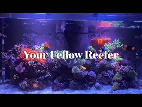 Red Sea Reefer 350