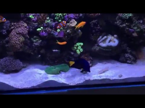 Red sea Reefer 350 4 months update " yellow tang with purple Tang "