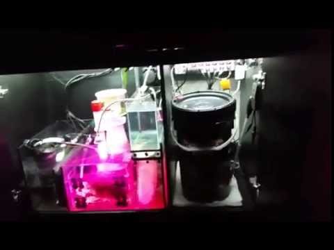 Red Sea Reefer 350 : Affordable LED Sump lighting!