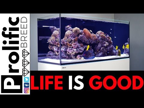 RED SEA REEFER 350 AQUARIUM TANK SYSTEM BUILD INTRO