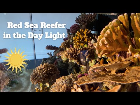 Red Sea Reefer 350 -Day light video