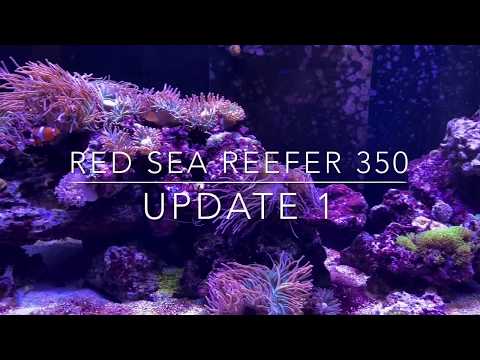 Red Sea Reefer 350: Display Tour Update 1