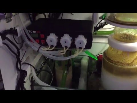 red sea reefer 350 equipment kessil ap700 , apex with vortech wxm