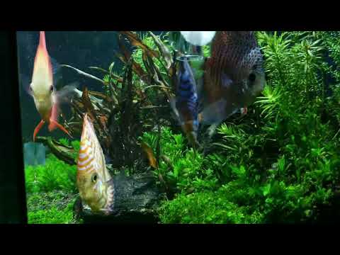 Red Sea Reefer 350 freshwater update 11/2018