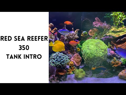 Red Sea Reefer 350 Introduction