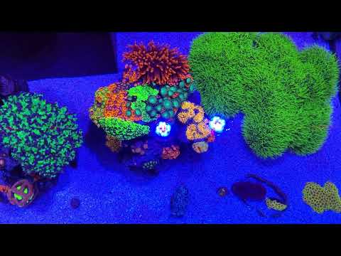 Red Sea Reefer 350 – Orphek Lens Test