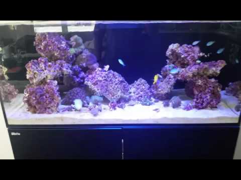 Red Sea Reefer 350: Part 6 Time for Livestock!!