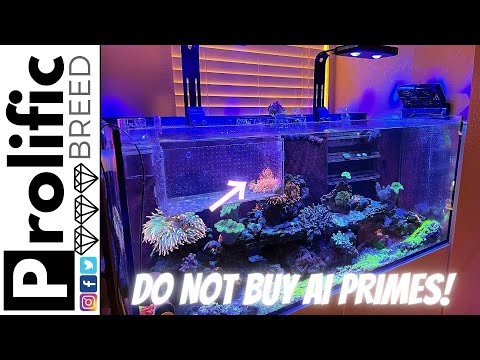 RED SEA REEFER 350 REEF AQUARIUM TANK UPDATE | NOOPSYCHE K7 V3 PROGRESS
