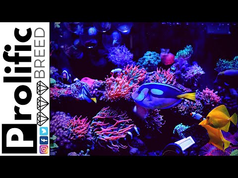 RED SEA REEFER 350 REEF TANK UPDATE