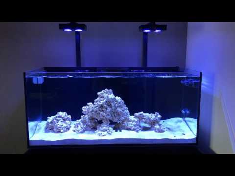 Red Sea Reefer 350. Snails and skimmer update