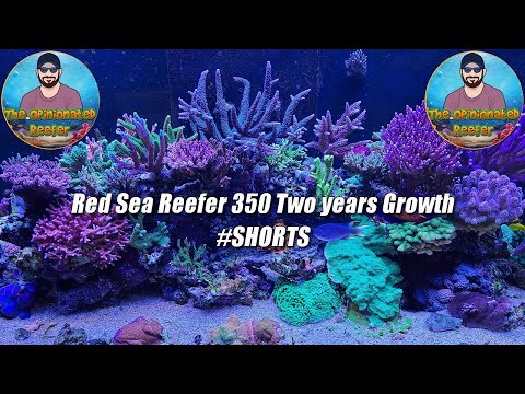 Red Sea Reefer 350 SPS Dominated – Two years' growth
