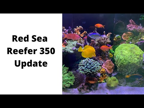 Red Sea Reefer 350 Update