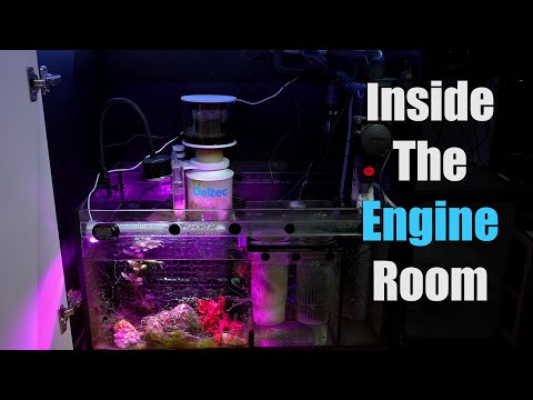 Red Sea Reefer 350 V3 Sump Overview/Tour