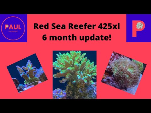 Red Sea Reefer 425xl 6 month update and added a Neptune Apex controller #reeftank #redseareefer