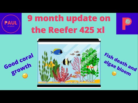 Red Sea Reefer 425xl 9 month tank update! #reeftank
