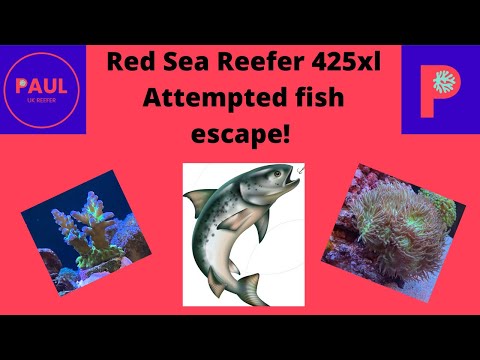 Red Sea Reefer 425xl Fish attempts escape and other updates ?