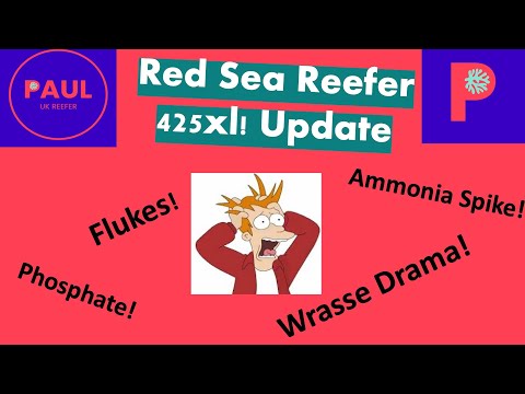 Red Sea Reefer 425xl Reef Tank Update … Flukes, Ammonia, Wrasse Drama, Phosphate and end of cycle