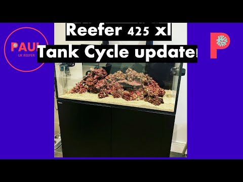 Red Sea Reefer 425XL Update on the reef tank cycle! #reeftank #reeftankbuild