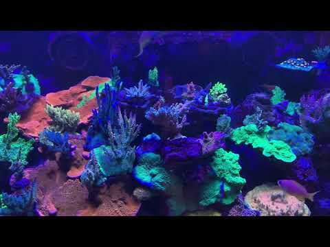 Red Sea Reefer 425XL